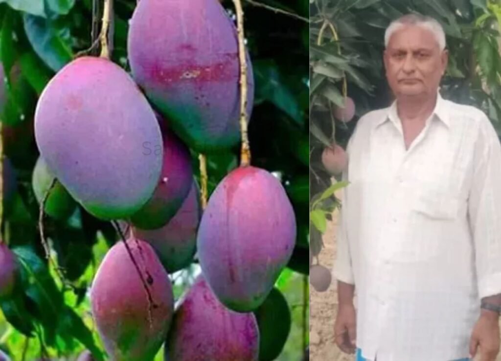 आदिवासी किसान ने उगाया दुनिया का महंगा आम - SamacharToday.co.in