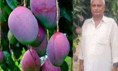आदिवासी किसान ने उगाया दुनिया का महंगा आम - SamacharToday.co.in