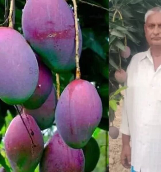 आदिवासी किसान ने उगाया दुनिया का महंगा आम - SamacharToday.co.in
