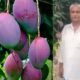 आदिवासी किसान ने उगाया दुनिया का महंगा आम - SamacharToday.co.in