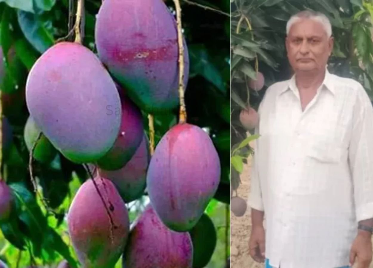 आदिवासी किसान ने उगाया दुनिया का महंगा आम - SamacharToday.co.in